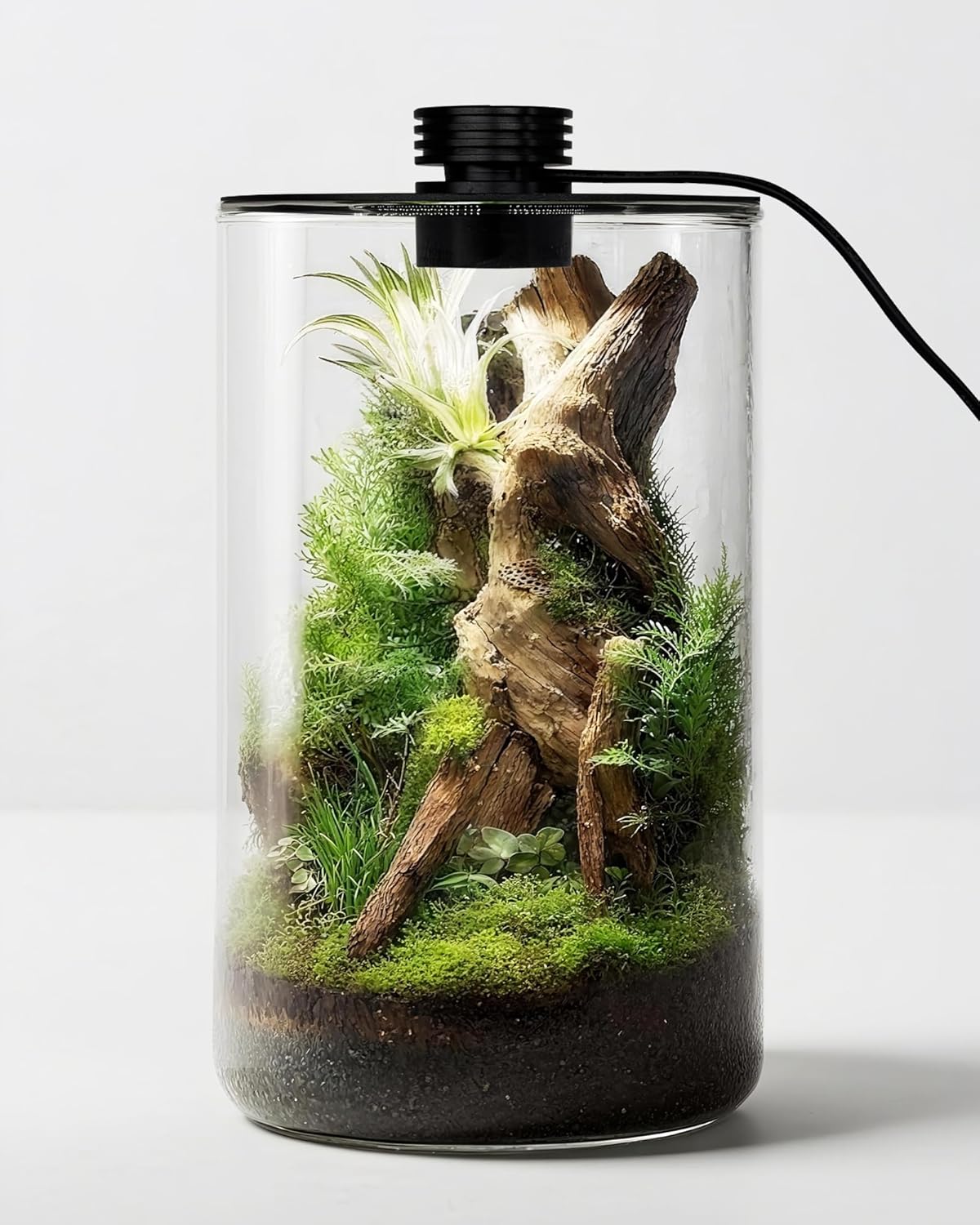 Planted Tank - 屋内ガラス製テラリウム（育成ライト付き）、高さ9.8インチ×奥行き5.9インチ、多肉植物、苔、ミニガーデン、ベタ魚水槽、きのこ栽培用 - 家庭やオフィスの装飾用植物育成ランプ、植物愛好家へのギフト