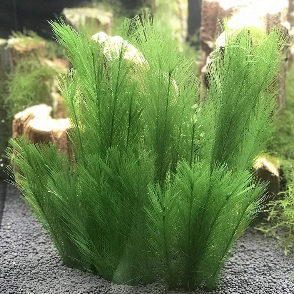 1/3 個 28/40 センチメートル水族館の水槽人工水草水 - Aquarium Plants Live のレビューと価格