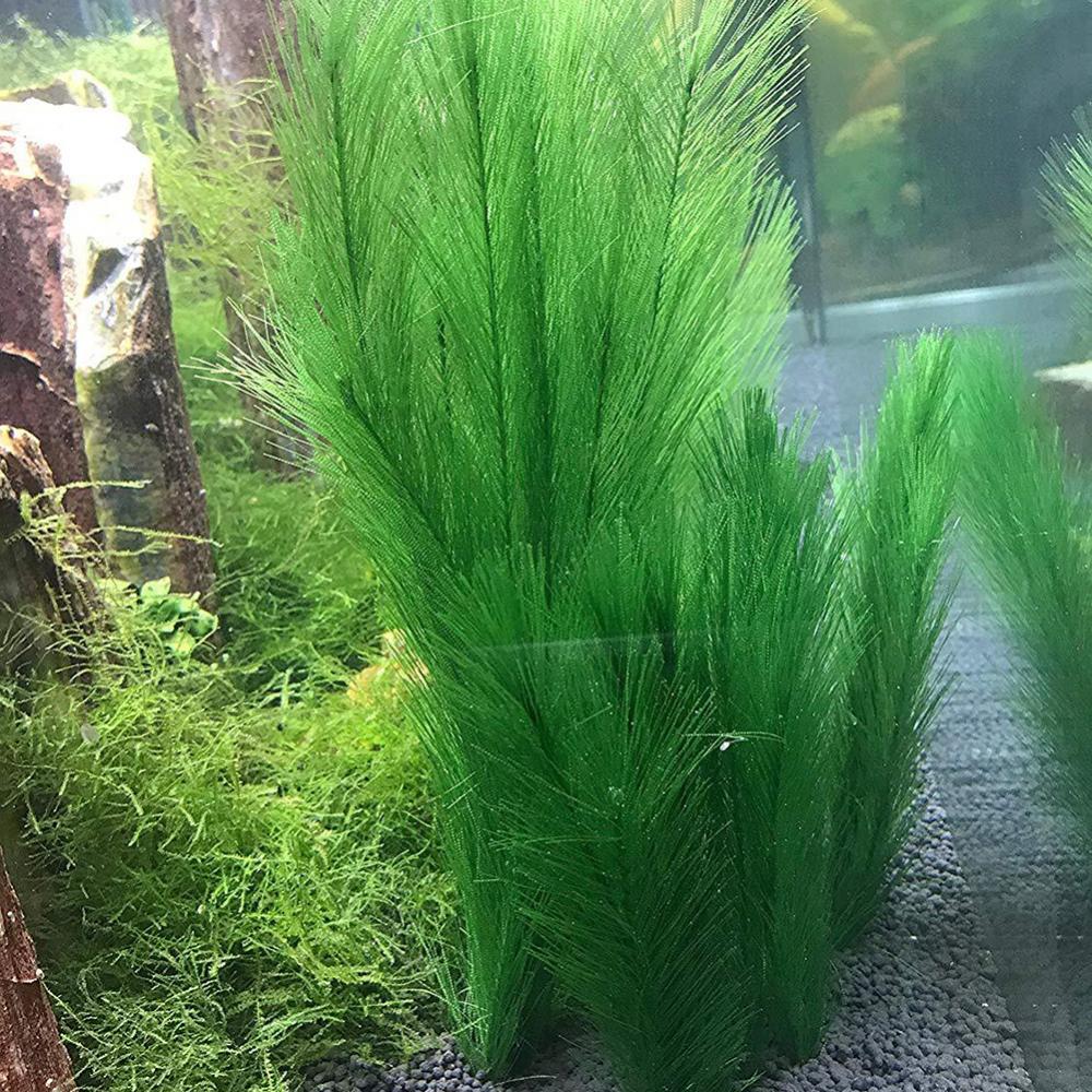 1/3 個 28/40 センチメートル水族館の水槽人工水草水 - Aquarium Plants Live のレビューと価格