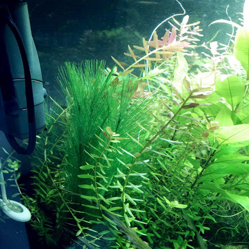 1/3 個 28/40 センチメートル水族館の水槽人工水草水 - Aquarium Plants Live のレビューと価格