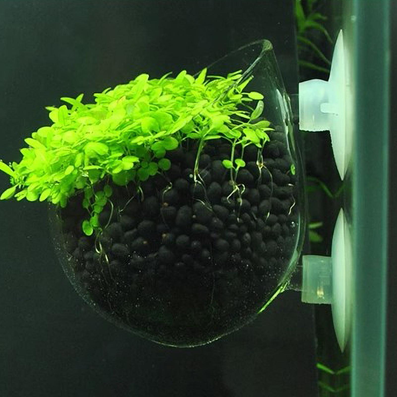 水槽用植物ホルダー ガラス製水草ポット 吸盤付き 生きた植物 - Plant Aquarium Pot のレビューと価格