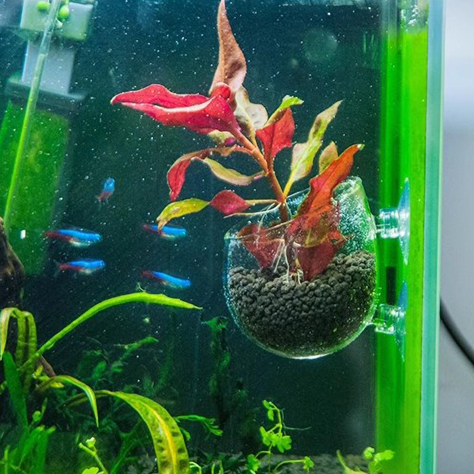 水槽用植物ホルダー ガラス製水草ポット 吸盤付き 生きた植物 - Plant Aquarium Pot のレビューと価格