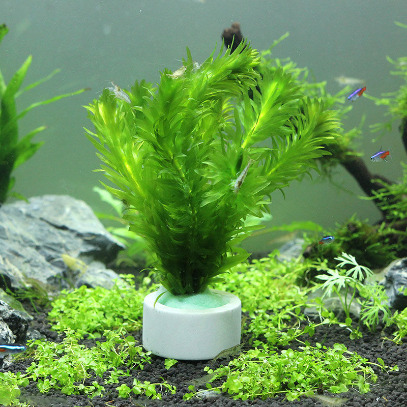 水槽装飾セラミックリング、水槽植物固定ポット、水玉水生植物、 - Plant Aquarium Pot のレビューと価格