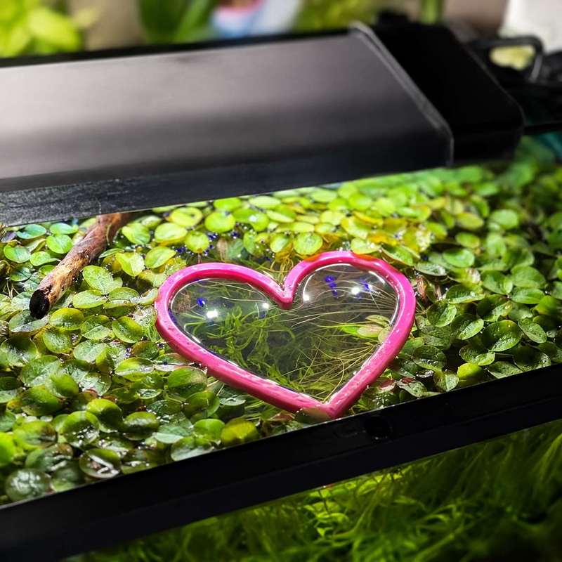 ハート型の浮遊式魚用餌リング 水槽用魚餌供給器 サークルアク - Aquarium Fertilizer のレビューと価格