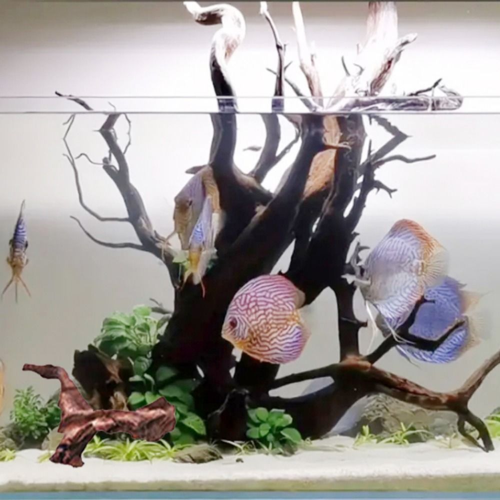 創造的な不規則な形の珊瑚ウッド、天然ウッド、流木、松の木の根 - Aquarium Plant Substrate のレビューと価格
