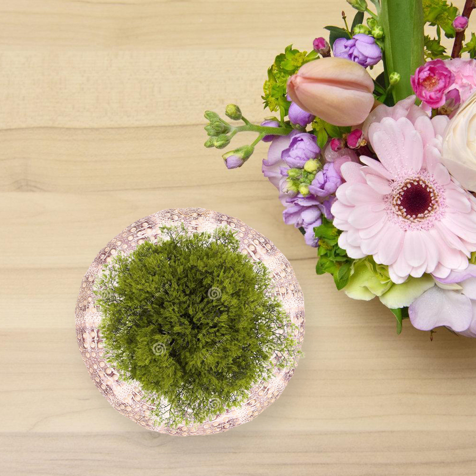 7個入り、ウニの殻を模した装飾用エアプランツホルダー。滑らか - Aquarium Plant Holder のレビューと価格