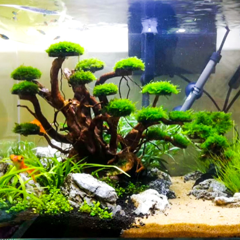 水槽造景用モスツリースケルトン仕上げ済み流木シャクナゲ根飾り - Aquarium Moss のレビューと価格