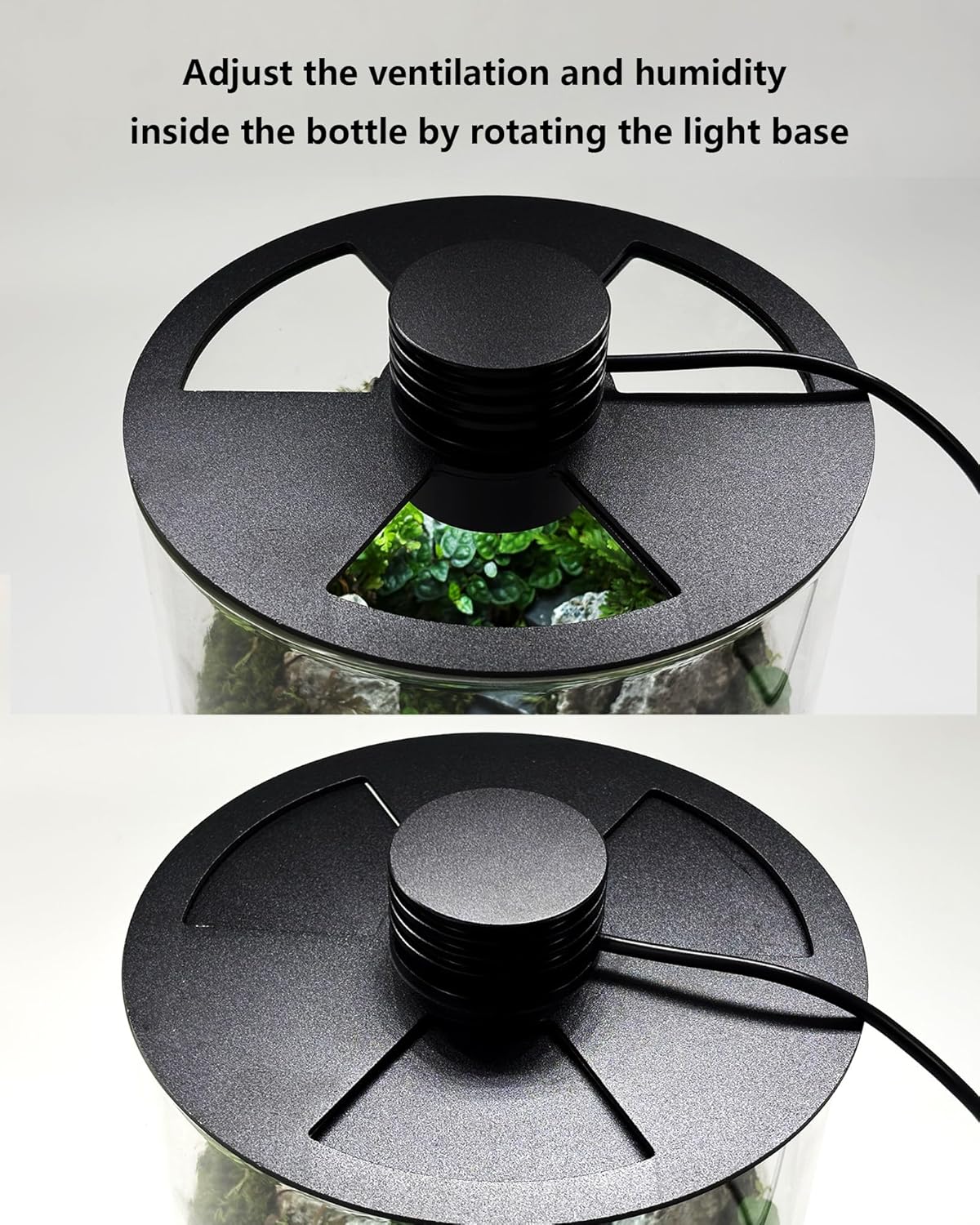 屋内ガラス製テラリウム（育成ライト付き）、高さ9.8インチ× - Planted Tank のレビューと価格